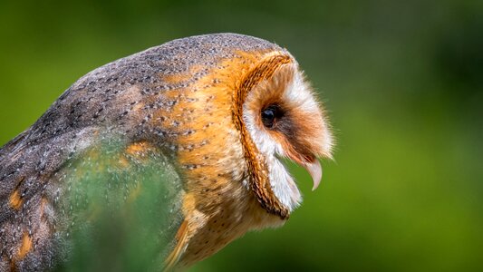 These albums predator bird