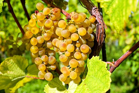Table grapes healthy grapevine photo