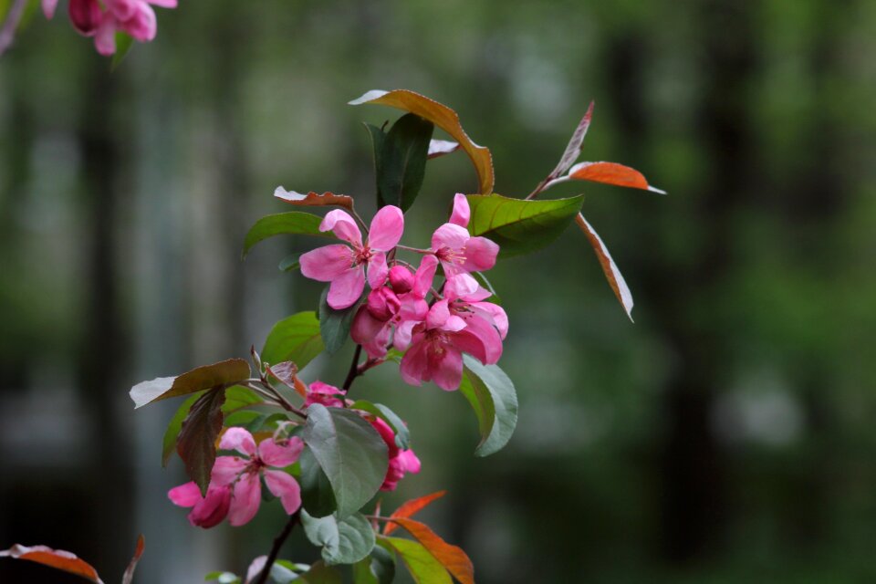 Sheet garden tree