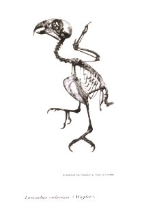Loriculus culacissi 2