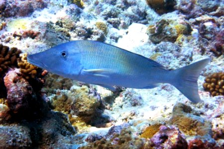 Longface emperor - Guam
