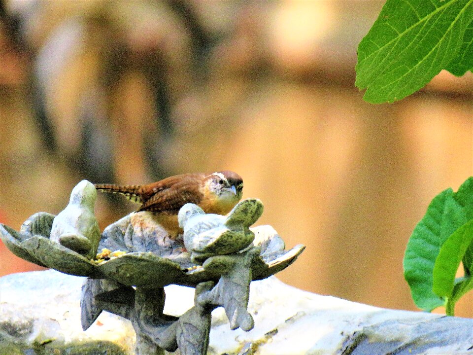 Tiny brown and tan wildlife