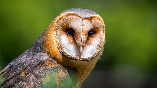 Predator beak bird of prey