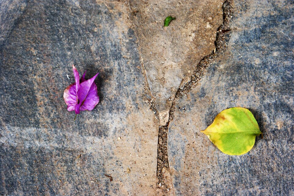 Leaves three division