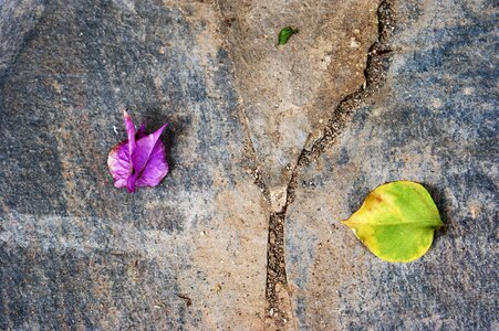 Leaves three division