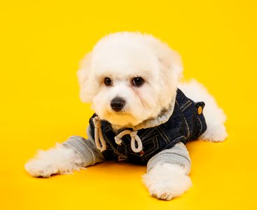 Puppy cute dog and