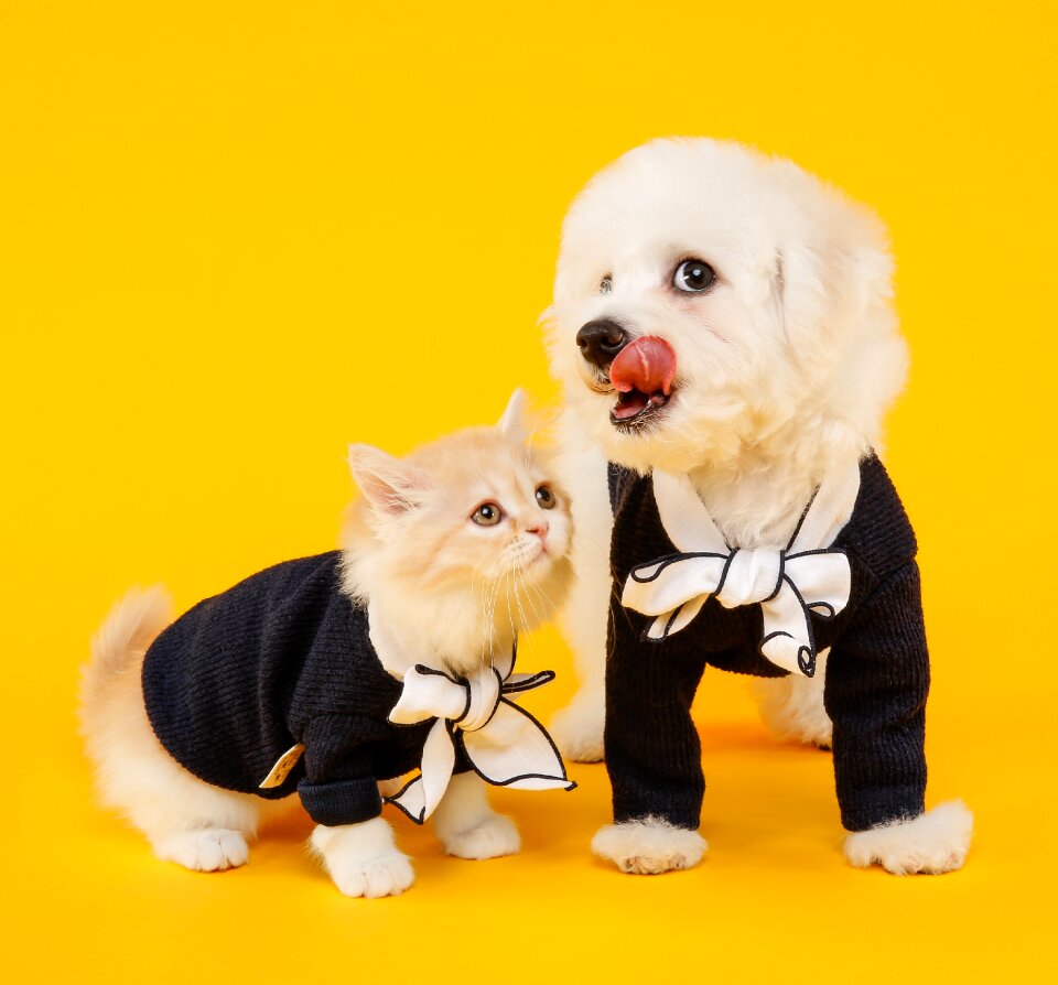 Cute of fluff domestic of