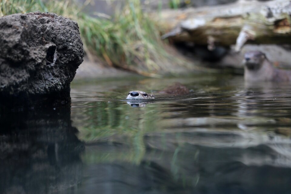 Outdoors wildlife otter