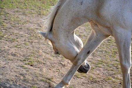 Elegant horseback riding domestic animal