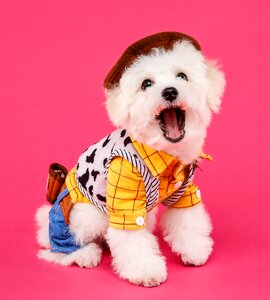 Jelly bean rugs dog puppy