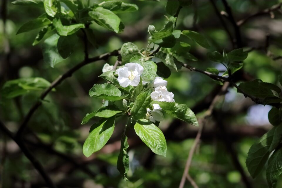Sheet outdoors flower