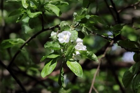 Sheet outdoors flower