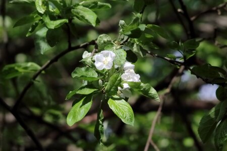 Sheet outdoors flower photo