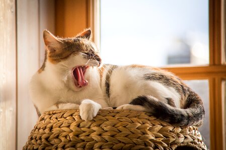 Tired yawn sleep photo