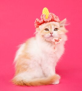 Cute of fluff domestic of