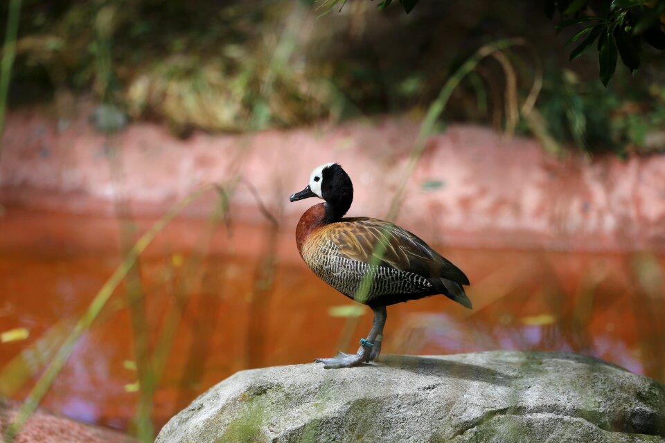 Bird outdoors white faced whistling duck