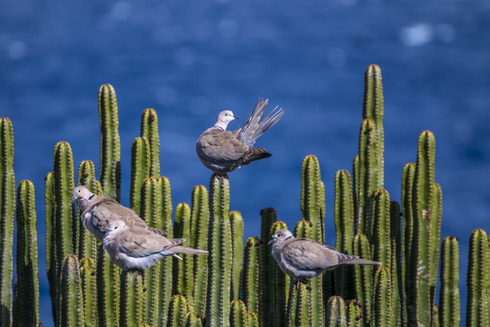 Prickly nature canary islands