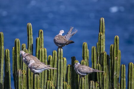 Prickly nature canary islands photo