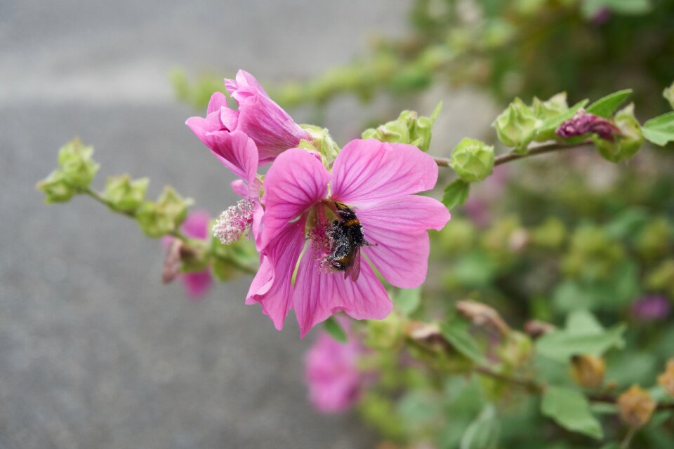 Garden summer fulfillment