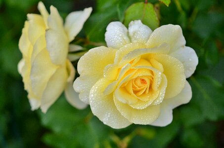 Nature blossom plant photo