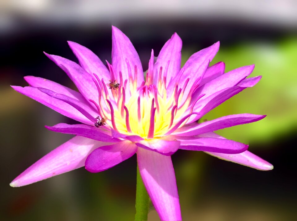 Lotus multi-color bua ban pink lotus
