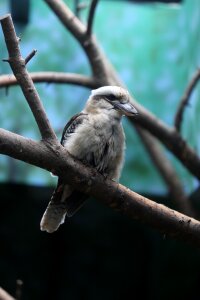 Animal outdoors kookaburra photo
