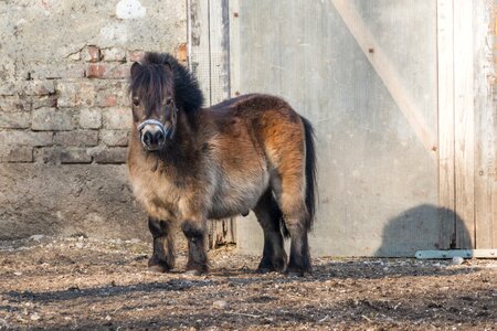 Animal cute mane photo