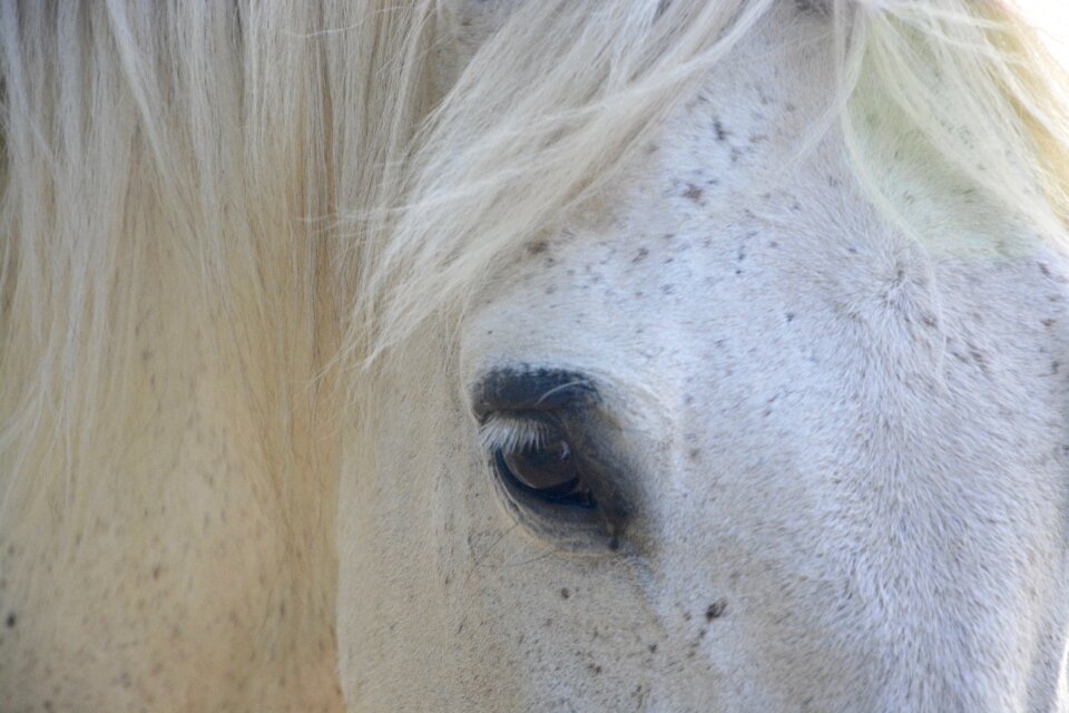 Mane domestic animal equine