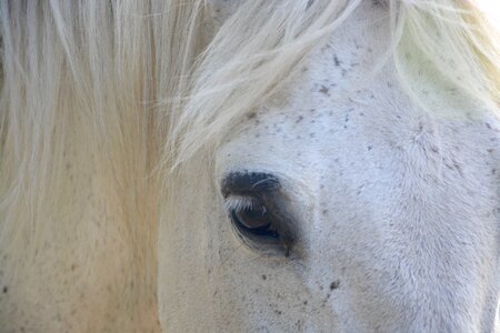 Mane domestic animal equine