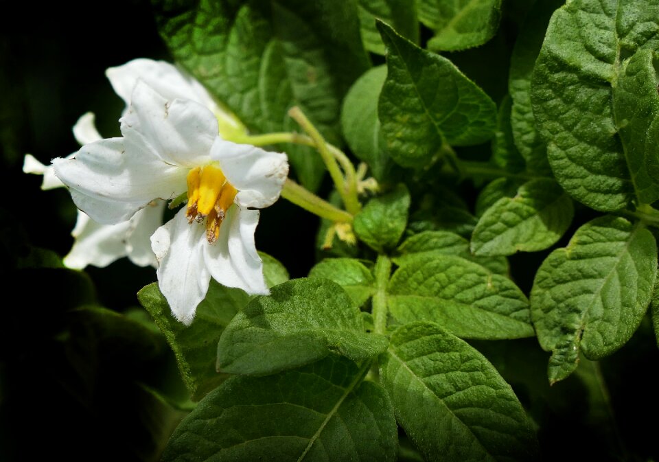 Potato shrub potato blossom plant