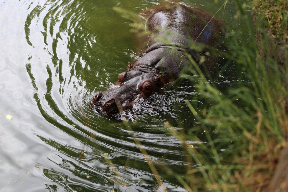 Wildlife animal hippo
