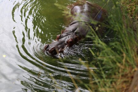 Wildlife animal hippo