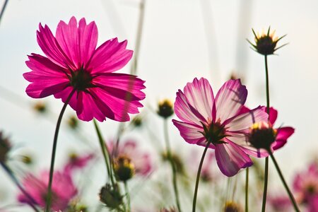 Autumn flower garden plants photo