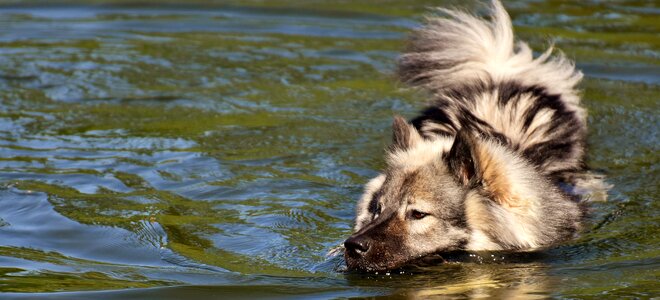 Race dog breed pet photo