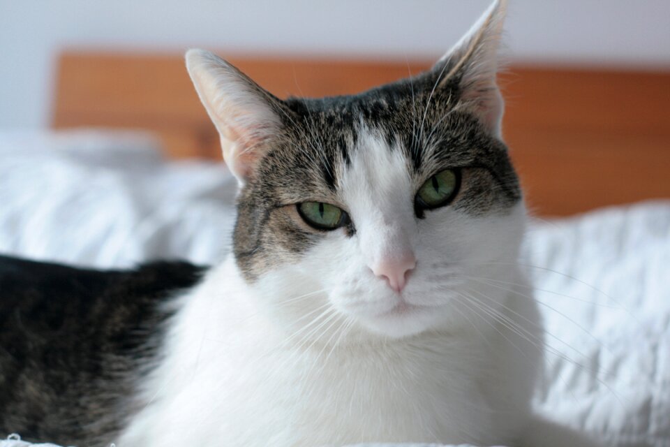 Animals national cat