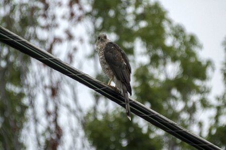Hawk wildlife nature