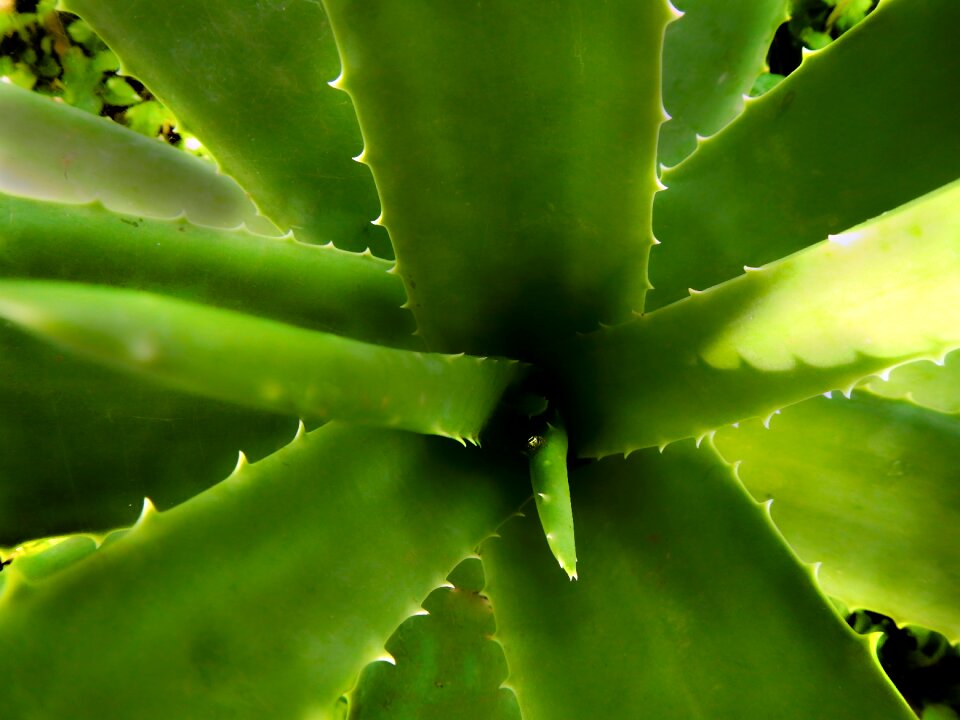 Iodine nature green