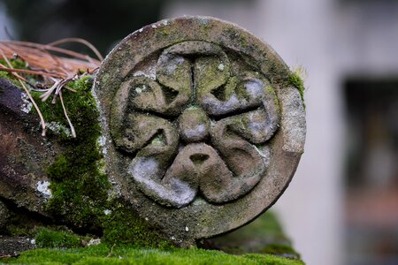 Stone moss close up