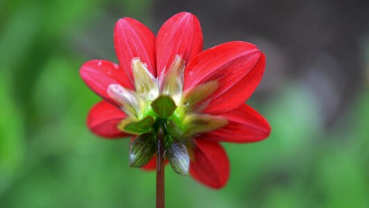 Floral summer natural photo