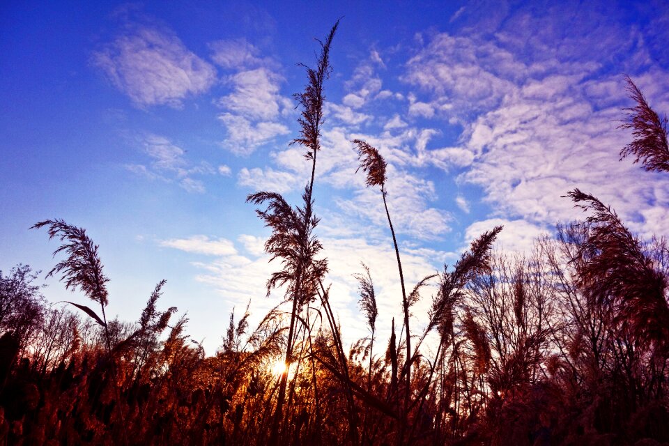 Phragmites australis silhouette reed silhouette