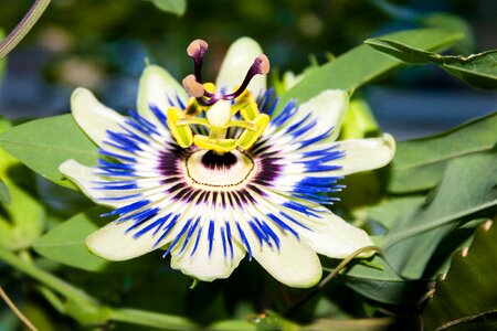 Blossom bloom passion flower