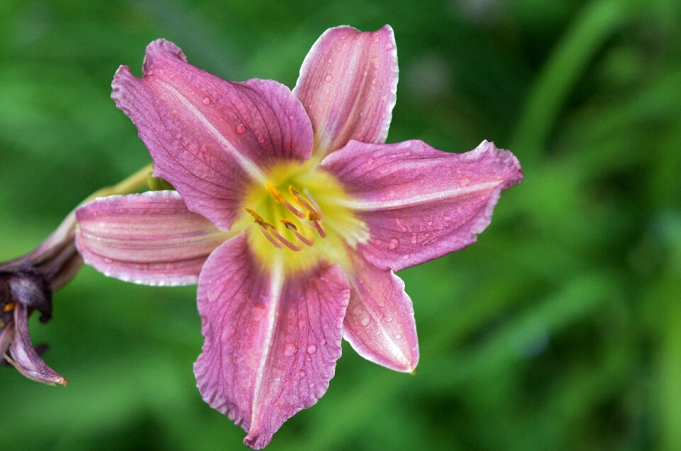 Floral summer natural