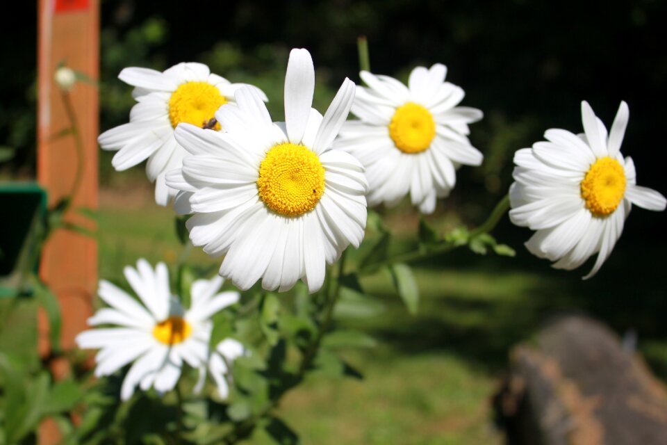 Spring white floral photo
