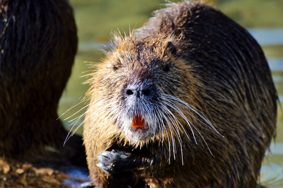 Species of rodent waters animal