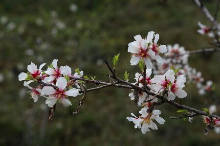 Flower tree plant