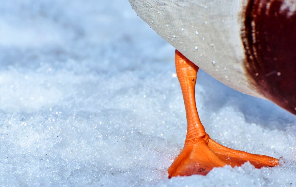 Duck drake water bird photo