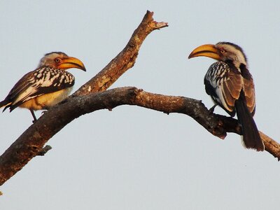 Hornbill birds african birds