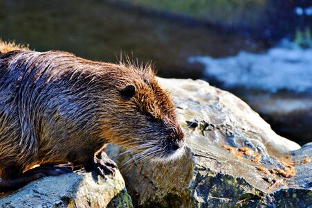 Species of rodent waters animal