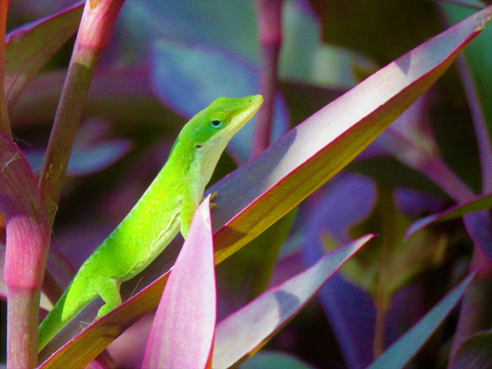 Green white wildlife