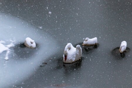 Cold ice nature photo